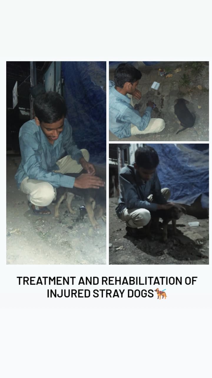 Treatment and rehabilitation of injured stray dogs